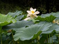 Lotosblätter mit weißer Blüte darüber